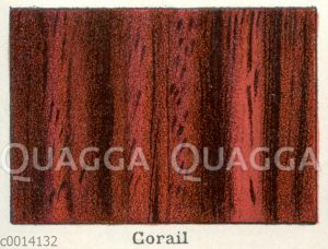 Chassalia corallioides: Holz