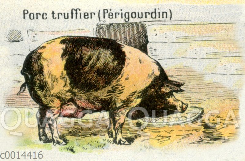 Trüffelschwein