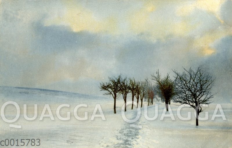 Winterlandschaft mit kahlen Bäumen