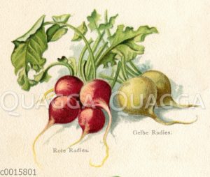 Rotes Radieschen (links) und Gelbes Radieschen (rechts)