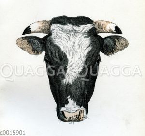 Ostfriesen Stier