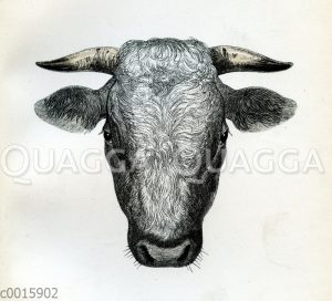 Ostfriesen Stier