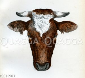 Ostfriesen Stier