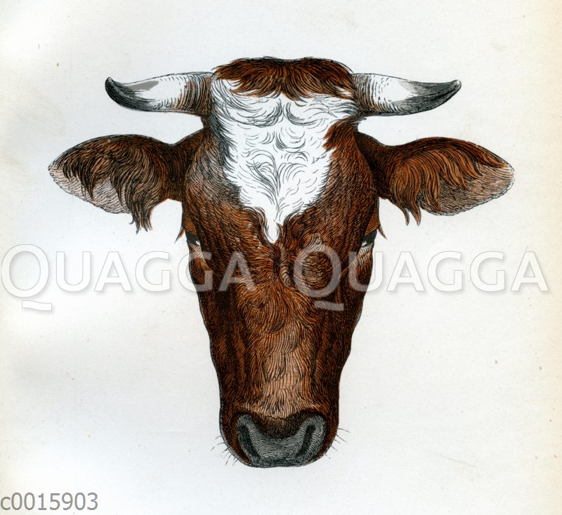 Ostfriesen Stier
