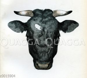 Oldenburger Stier