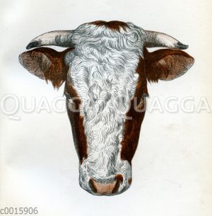 Wilstermarsch Stier (Holstein)