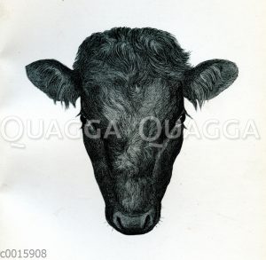 Galloway Stier