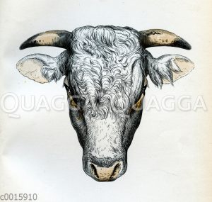 Shorthorn-Stier