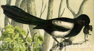 Elster mit gefangener Maus