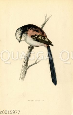 Schwanzmeise