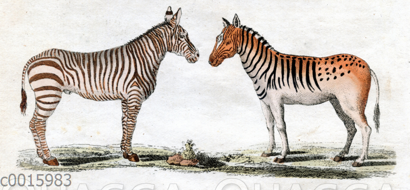 Vierfüßige Tiere: Zebra und Quagga