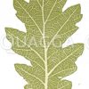 Eiche: Blatt im Naturselbstdruck