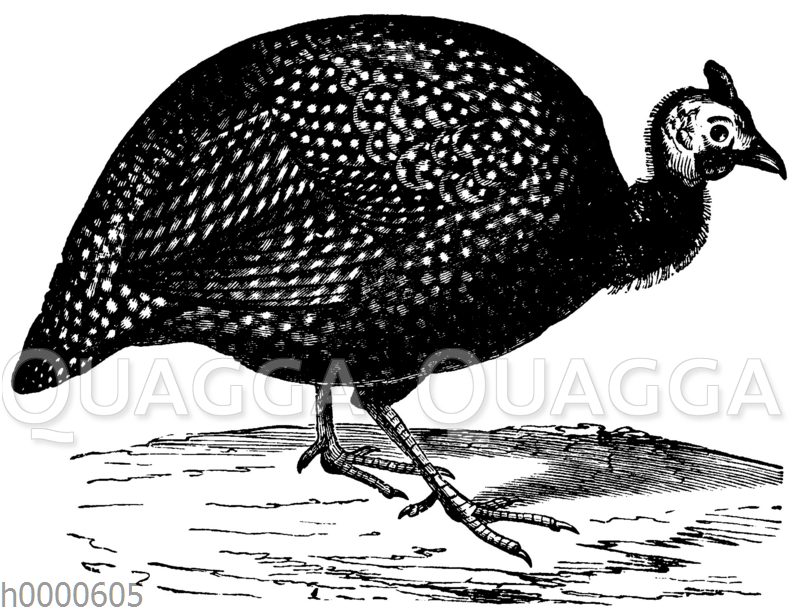 Perlhuhn