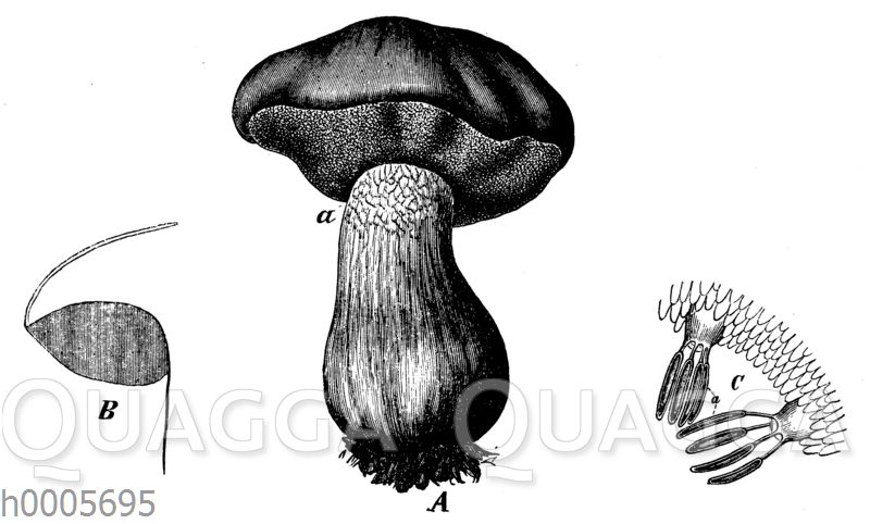 Steinpilz
