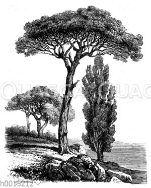 Bäume des Mittelmeergebiets: Pinie (links)