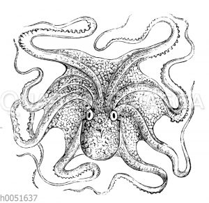 Krake_ Octopus