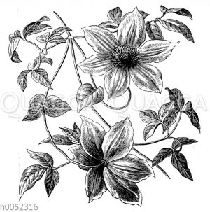 Clematis
