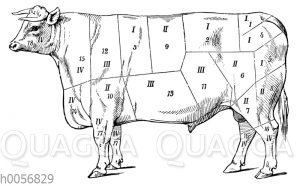 Einteilung der Fleischgüte bei einem Stier