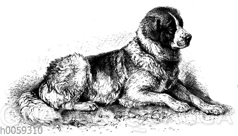 Haushund