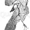 Archäopteryx_