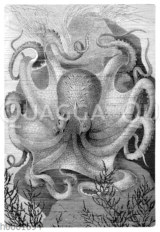 Gemeiner Vielfu Octopus Vulgaris Quagga Illustrations