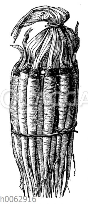 Haferwurzel_ Weißwurzel