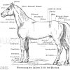 Benennung der äußern Teile des Pferdes
