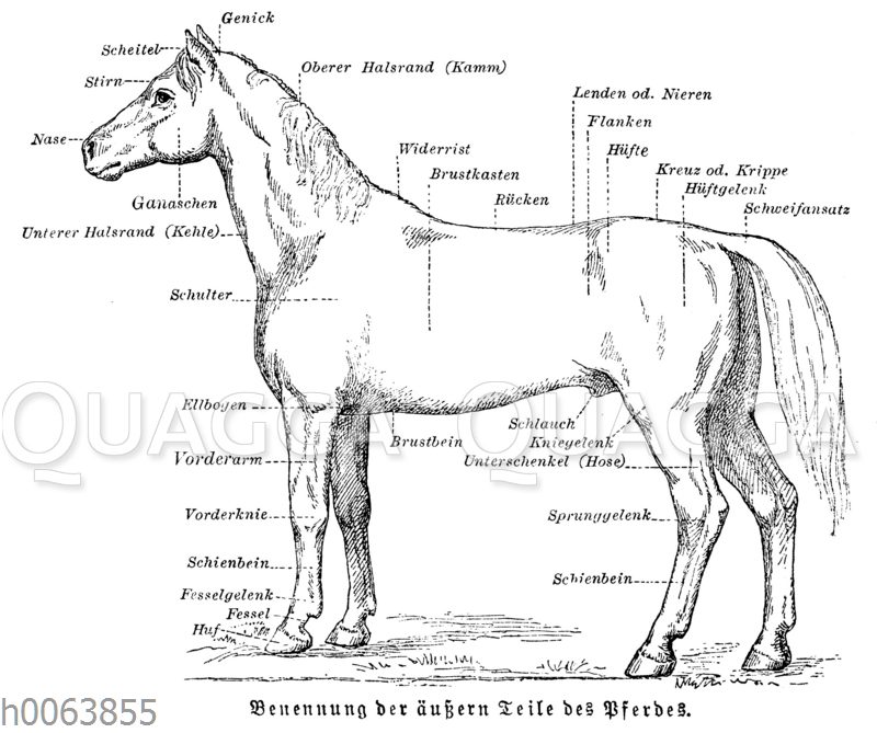 Benennung der äußern Teile des Pferdes