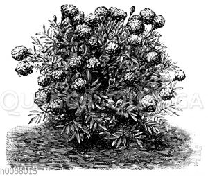 Studentenblume
