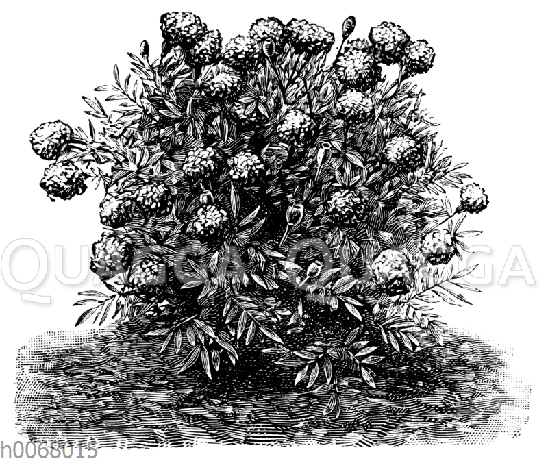 Studentenblume