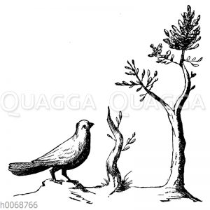 Taube mit Ölbaum