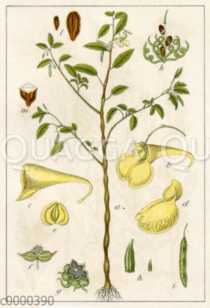 Springkraut