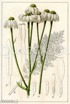 Wald-Kamille_ Straußblütige Wucherblume