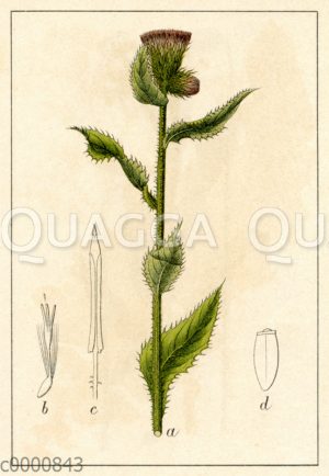 Klettenähnliche Distel