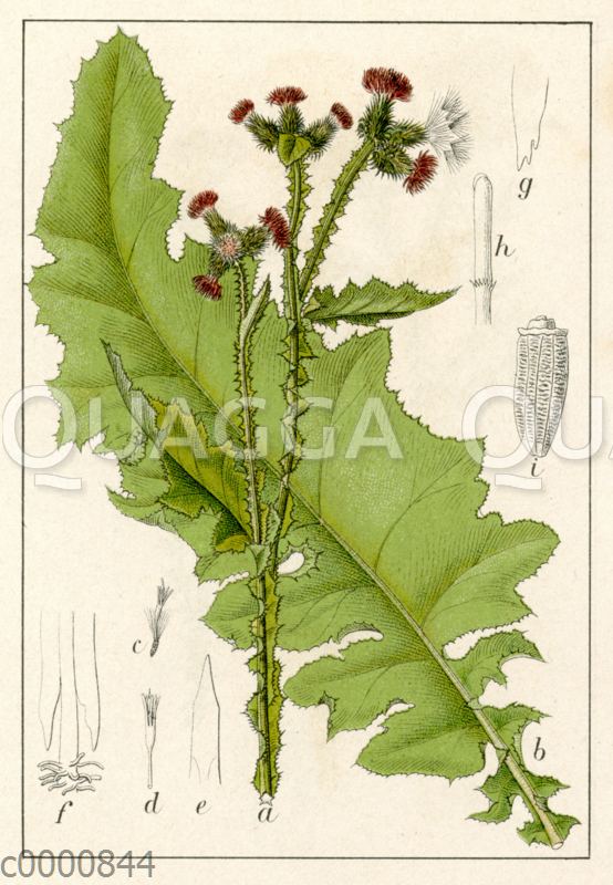 Krause Distel