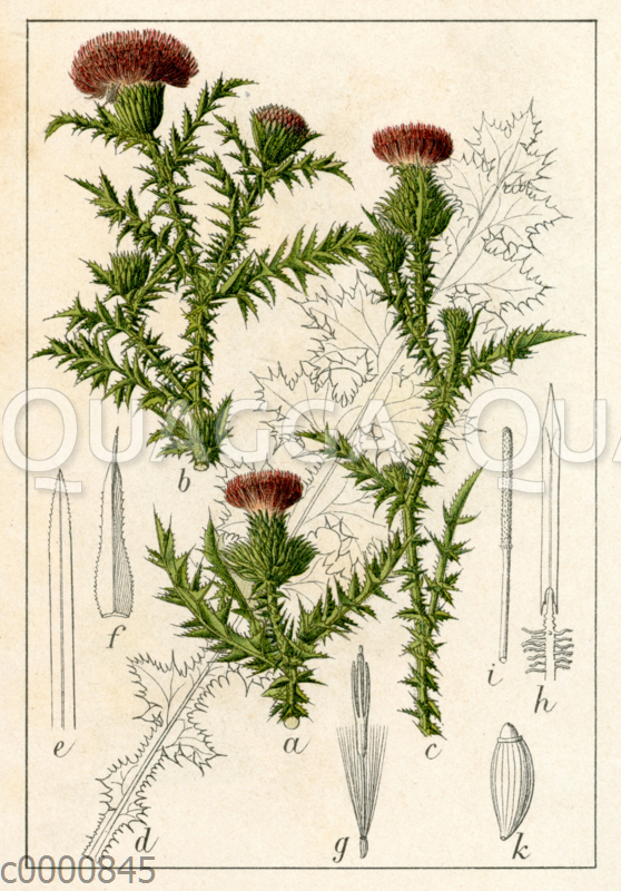 Akanthusblättrige Distel
