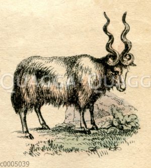 Zackelschaf