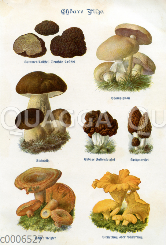 Tafel: Essbare Pilze