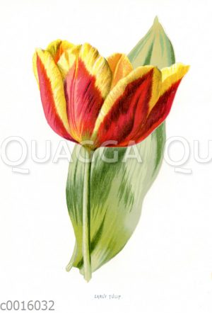 Frühe Tulpe