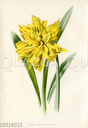 Narzisse: 'Double Trumpet Daffodil'