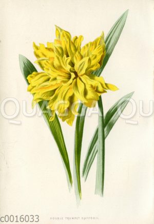 Narzisse: 'Double Trumpet Daffodil'