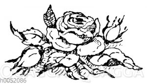 Vignette: Rose
