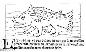 Seehund-Darstellung in einem französischen Reisewerk des 16. Jahrhunderts