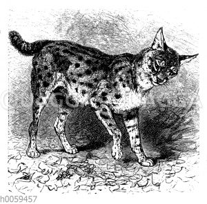Serval