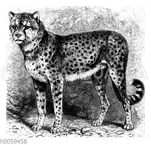 Gepard