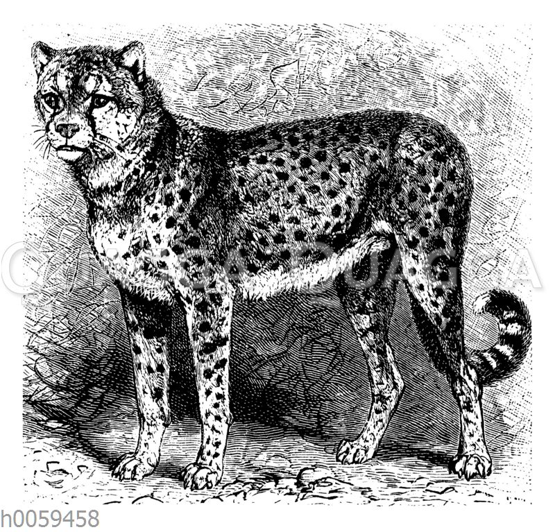 Gepard