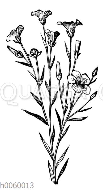 Schafschwingel, Berggras - Quagga Illustrations