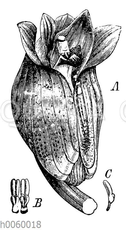 Acanthephippium javanicum