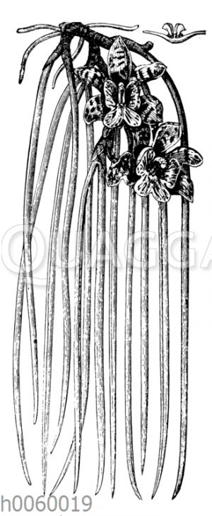 Scuticaria Steelii [Digital]