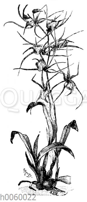 Odontoglossum cordatum [Digital]